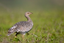 Little Bustard