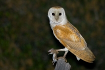 Barn Owl / Adana Turkey 2010