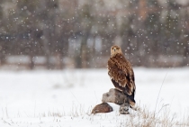 Immature Eagle Imperial  / Bolu - Turkey 2009