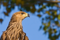 Immature Imperial Eagle / Bolu - Turkey 2009