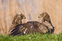 Buzzards fighting over a meal / Kırklareli - Turkey 2011