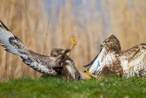 Buzzards fighting over a meal / Kırklareli - Turkey 2011