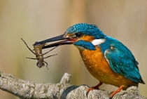 Kingfisher / Istanbul 2009