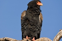 Bateleur Eagle / Tanzania 2008