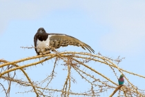 Under my wings :) /A black chested snake eagle and a lilac breasted roller / Tanzania 2008