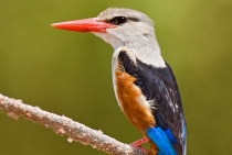 Grey headed Kingfisher / Tanzania 2008