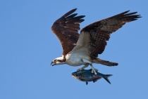 Fish Eagle / Florida-Us 2009