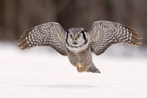 Northern Hawk Owl / Quebec-Canada 2010]