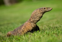 Lizard Island-Avustralyadan doğasında dev bir kertenkele