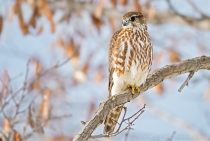 Merlin - Bolu, Turkey